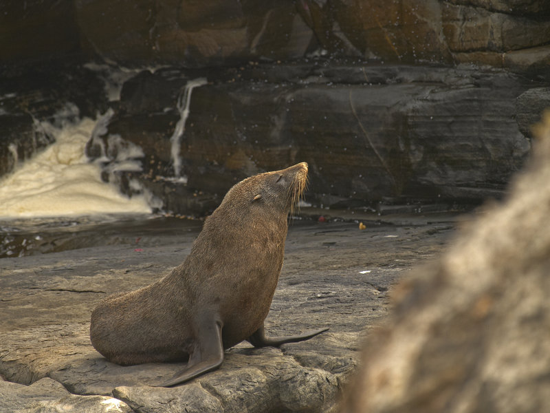 Kangaroo Island, Fur Seal